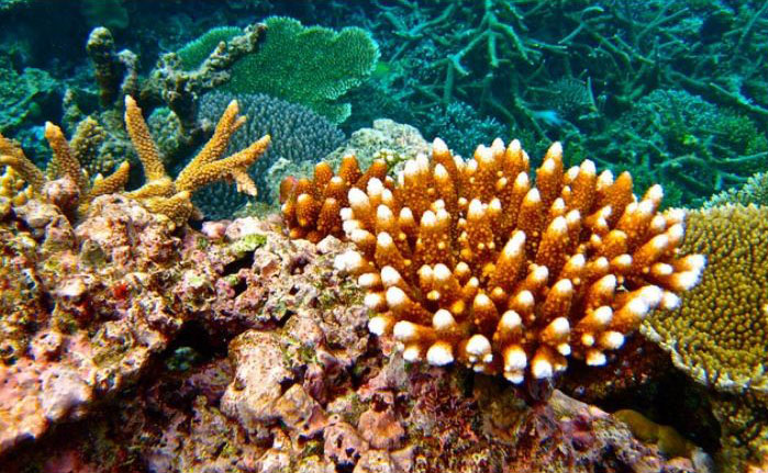 Vibrant range of corals