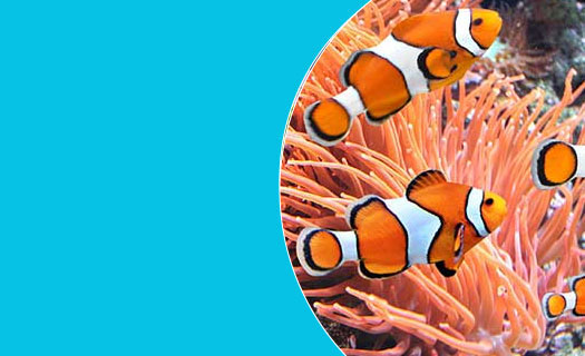 Aquarium