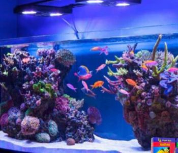 Top 5 Easy Corals for Beginner Reef Tanks