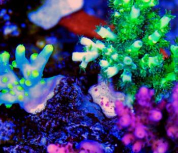 Maintaining Perfect Water Conditions in Your Saltwater Aquarium