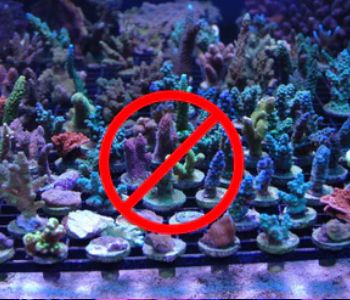 Top 5 Mistakes to Avoid When Caring for Corals