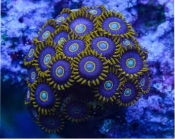 Zoanthid Coral