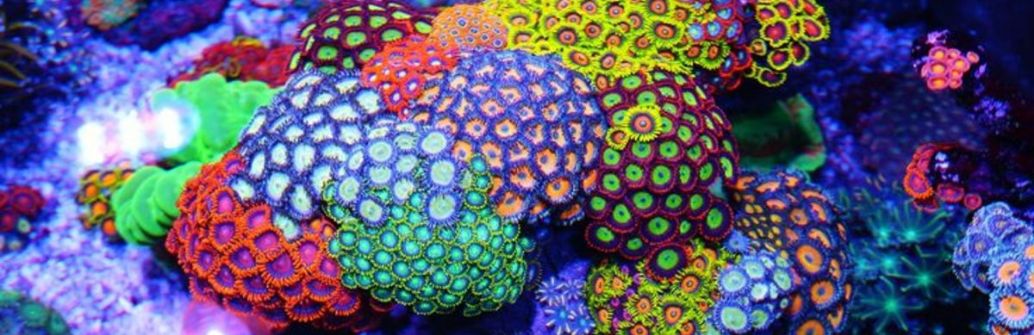 coral care image