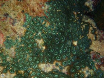 coral care 1