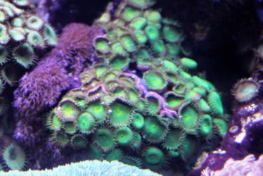 coral care 2