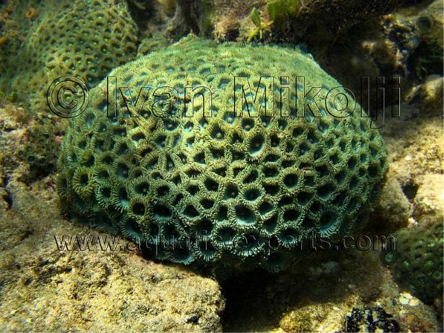 coral care 5