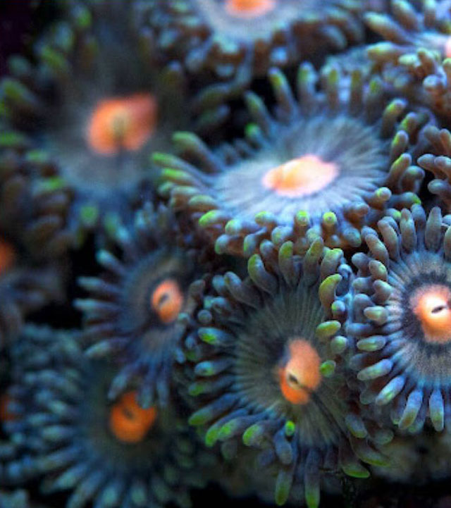 Vibrant range of corals