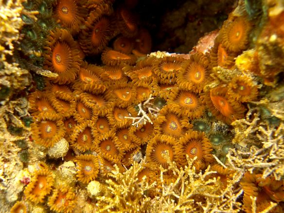 coral care 5