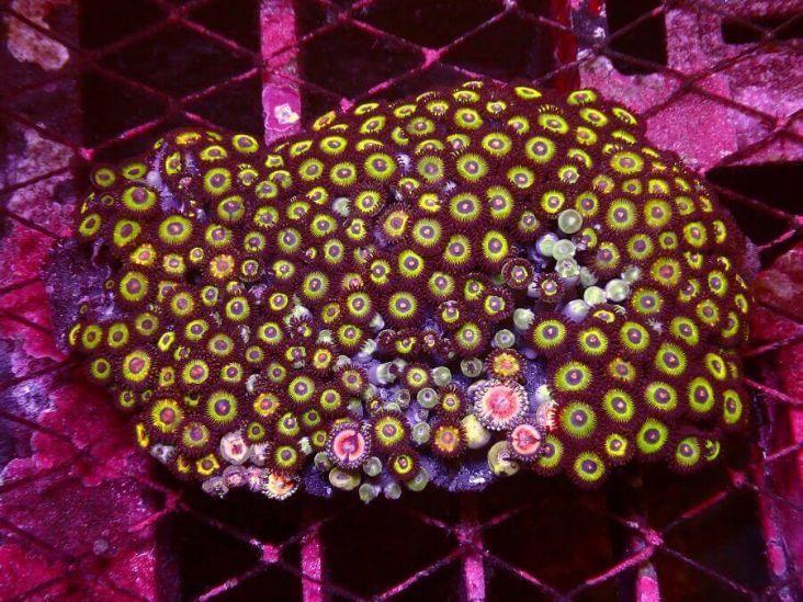 coral care 9