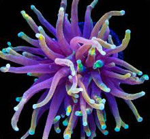 Reef Octopus 