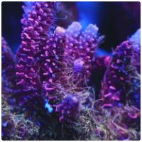 Alveopora