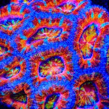Acanthophyllia