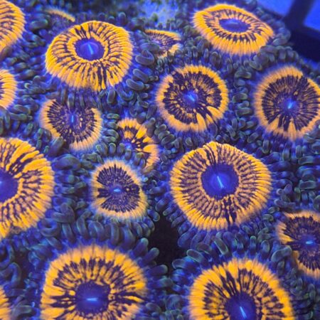 Armor of God Zoanthids