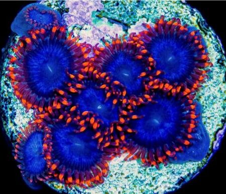 Captain Falcon Zoanthid