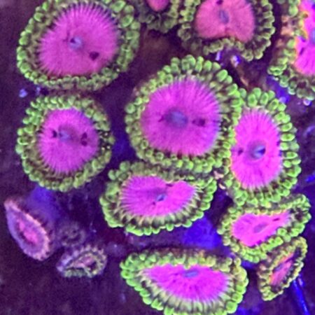 Chemically Altered Zoanthids