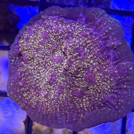 El Diablo Chalice Coral