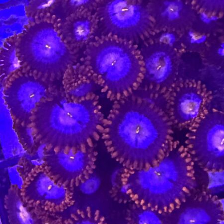 Glow Pop Zoanthids