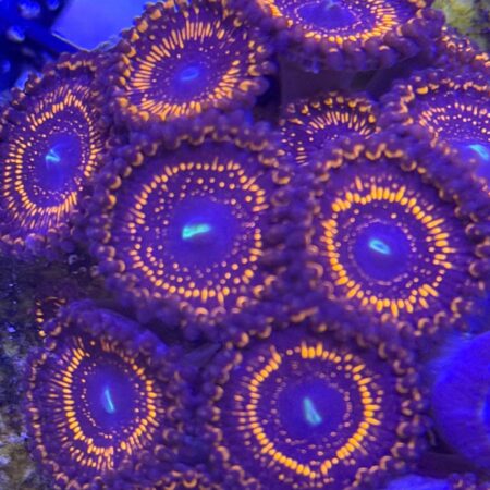 Illuminati Zoanthid