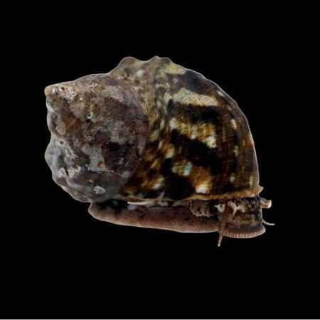 Mexican Turbo Snail