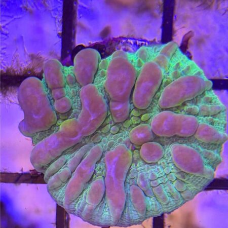 Neon Cosmic Candy Bounce Chalice Coral