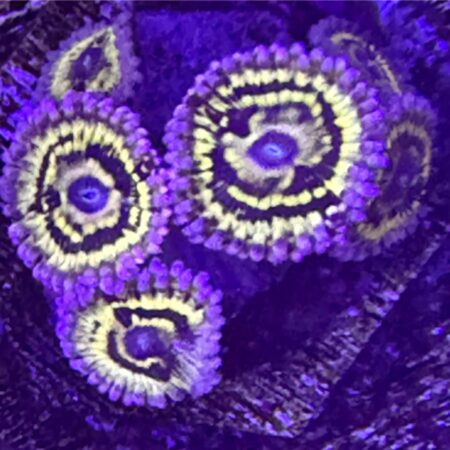 OG Stratocaster Zoanthid