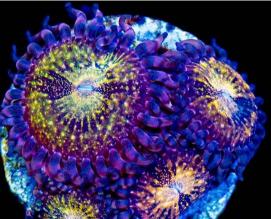 Pandora Zoanthids