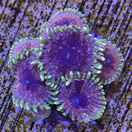 Pink Medallion Zoanthids