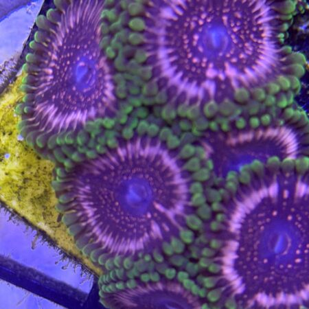 Taser Zoanthids