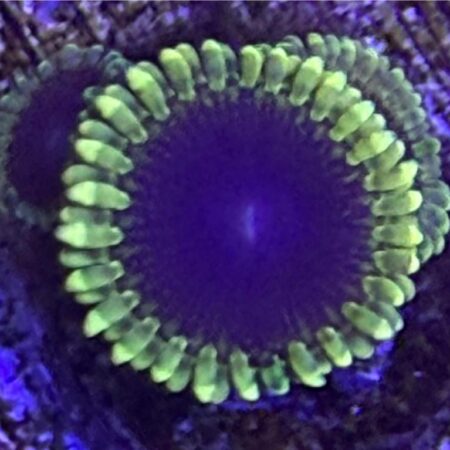White Walker Zoanthids 